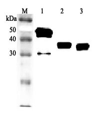 CLU / Clusterin Antibody - Western blot analysis using anti-Clusterin (human), pAb at 1:2000 dilution. 1: Human Clusterin (His-tagged). 2: Human serum #1 (1 ul). 3: Human serum #2 (1 ul).  This image was taken for the unconjugated form of this product. Other forms have not been tested.