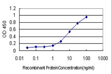 CLU / Clusterin Antibody - Detection limit for recombinant GST tagged CLU is approximately 0.1 ng/ml as a capture antibody.