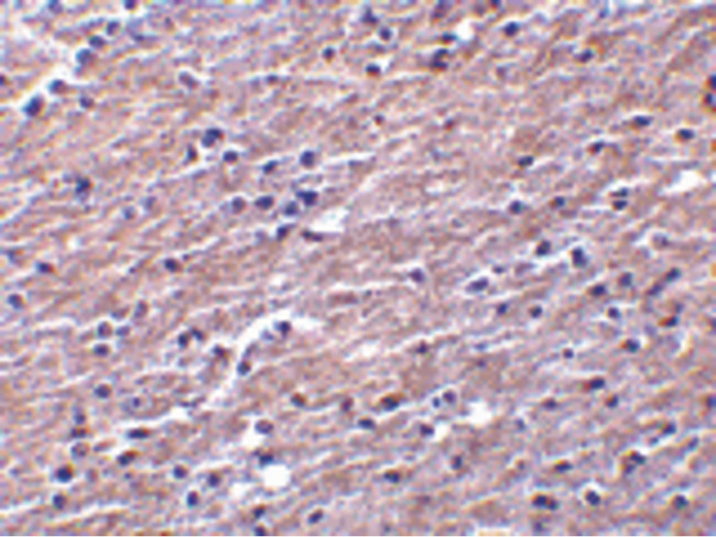 CLU / Clusterin Antibody - Immunohistochemistry of Clusterin in human brain tissue with Clusterin antibody at 10 ug/ml.