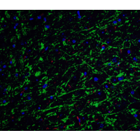 CLU / Clusterin Antibody - Immunofluorescence of Clusterin in mouse brain tissue with Clusterin Antibody at 20 µg/mL.Green: Clusterin Antibody Red: Phylloidin stainingBlue: DAPI staining
