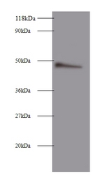 CLU / Clusterin Antibody - Western blot of Clusterin antibody at 2ug/ml + 293T whole cell lysate. Secondary: Goat polyclonal to Rabbit IgG at 1:10000 dilution. Predicted band size: 49 kDa. Observed band size: 49 kDa.  This image was taken for the unconjugated form of this product. Other forms have not been tested.