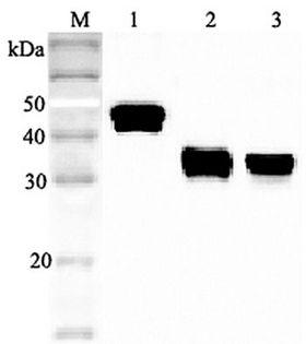 CLU / Clusterin Antibody - Western blot analysis using anti-Clusterin (human), pAb at 1:2000 dilution. 1: Human Clusterin (His-tagged). 2: Human secretory Clusterin (FLAG-tagged). 3: Human serum (1 ul).