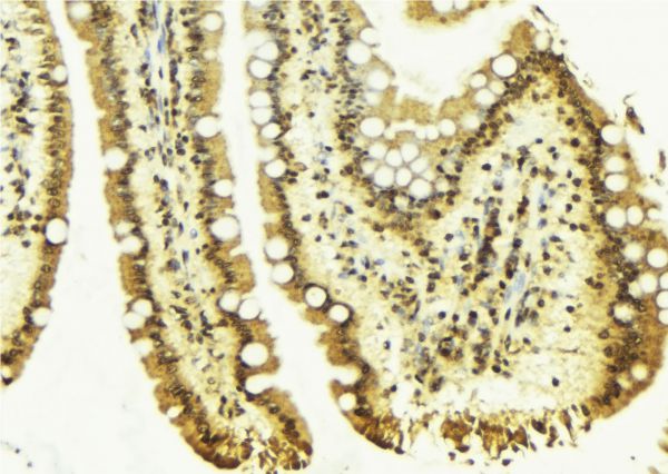 CLU / Clusterin Antibody - 1:100 staining mouse colon tissue by IHC-P. The sample was formaldehyde fixed and a heat mediated antigen retrieval step in citrate buffer was performed. The sample was then blocked and incubated with the antibody for 1.5 hours at 22°C. An HRP conjugated goat anti-rabbit antibody was used as the secondary.