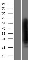 CLU / Clusterin Protein - Western validation with an anti-DDK antibody * L: Control HEK293 lysate R: Over-expression lysate