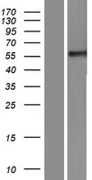 CLU / Clusterin Protein - Western validation with an anti-DDK antibody * L: Control HEK293 lysate R: Over-expression lysate