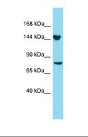 CLU1 / KIAA0664 Antibody - Western blot of Human 293T. CLUH antibody dilution 1.0 ug/ml.  This image was taken for the unconjugated form of this product. Other forms have not been tested.