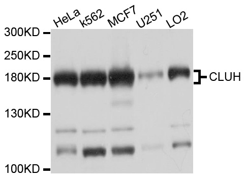 CLU1 / KIAA0664 Antibody - Western blot analysis of extracts of various cell lines, using CLUH antibody at 1:1000 dilution. The secondary antibody used was an HRP Goat Anti-Rabbit IgG (H+L) at 1:10000 dilution. Lysates were loaded 25ug per lane and 3% nonfat dry milk in TBST was used for blocking. An ECL Kit was used for detection and the exposure time was 5s.