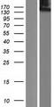 CLU1 / KIAA0664 Protein - Western validation with an anti-DDK antibody * L: Control HEK293 lysate R: Over-expression lysate