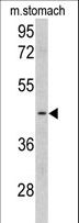 CLUAP1 Antibody - Western blot of CLUAP1 antibody in mouse stomach tissue lysates (35 ug/lane). CLUAP1 (arrow) was detected using the purified antibody.