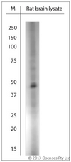 CLVS1 Antibody - Rabbit antibody to Clavesin 1 (300-354). WB on rat brain lysate using Rabbit antibody to Clavesin 1 (300-354) at 1:500 dilution. Incubated 30 min at RT with shake. Blocking: 0.5% LFDM in 1x PBS containing 0.1% Tween-20