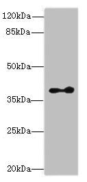 CLVS2 Antibody - Western blot All lanes: Clavesin-2 antibody at 16µg/ml + Mouse brain tissue Secondary Goat polyclonal to rabbit IgG at 1/10000 dilution Predicted band size: 39, 22 kDa Observed band size: 39 kDa