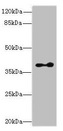 CLVS2 Antibody - Western blot All lanes: Clavesin-2 antibody at 16µg/ml + Mouse brain tissue Secondary Goat polyclonal to rabbit IgG at 1/10000 dilution Predicted band size: 39, 22 kDa Observed band size: 39 kDa