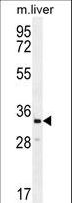 CLVS2 Antibody - RLBP1L2 Antibody western blot of mouse liver tissue lysates (35 ug/lane). The RLBP1L2 antibody detected the RLBP1L2 protein (arrow).
