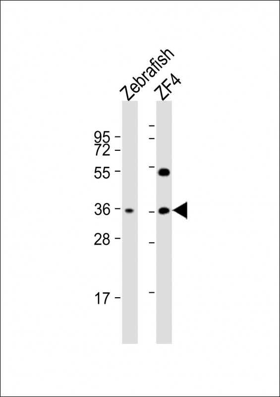 CLVS2 Antibody - All lanes: Anti-DANRE clvs2 Antibody (C-term) at 1:2000 dilution. Lane 1: Zebrafish whole cell lysate. Lane 2: ZF4 whole cell lysate Lysates/proteins at 20 ug per lane. Secondary Goat Anti-Rabbit IgG, (H+L), Peroxidase conjugated at 1:10000 dilution. Predicted band size: 38 kDa. Blocking/Dilution buffer: 5% NFDM/TBST.