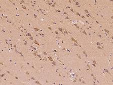 CLVS2 Antibody - Immunochemical staining of human CLVS2 in human brain with rabbit polyclonal antibody at 1:100 dilution, formalin-fixed paraffin embedded sections.