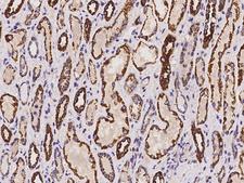 CLYBL Antibody - Immunochemical staining of human CLYBL in human kidney with rabbit polyclonal antibody at 1:100 dilution, formalin-fixed paraffin embedded sections.