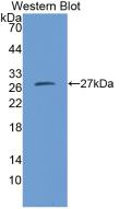 CMA1 / Mast Cell Chymase Antibody - Western Blot; Sample: Recombinant protein.