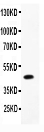 CMA1 / Mast Cell Chymase Antibody - Western blot - Anti-CMA1/Chymase Picoband Antibody