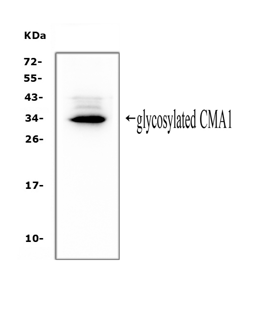 CMA1 / Mast Cell Chymase Antibody - Western blot analysis of CMA1 using anti-CMA1 antibody. Electrophoresis was performed on a 5-20% SDS-PAGE gel at 70V (Stacking gel) / 90V (Resolving gel) for 2-3 hours. The sample well of each lane was loaded with 50ug of sample under reducing conditions. Lane 1: human HepG2 whole cell lysates. After Electrophoresis, proteins were transferred to a Nitrocellulose membrane at 150mA for 50-90 minutes. Blocked the membrane with 5% Non-fat Milk/ TBS for 1.5 hour at RT. The membrane was incubated with rabbit anti-CMA1 antigen affinity purified polyclonal antibody at 0.5 µg/mL overnight at 4°C, then washed with TBS-0.1% Tween 3 times with 5 minutes each and probed with a goat anti-rabbit IgG-HRP secondary antibody at a dilution of 1:10000 for 1.5 hour at RT. The signal is developed using an Enhanced Chemiluminescent detection (ECL) kit with Tanon 5200 system. A specific band was detected for CMA1 at approximately 34KD. The expected band size for CMA1 is at 28KD.