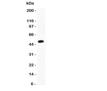CMA1 / Mast Cell Chymase Antibody - Western blot testing of Chymase antibody and recombinant human protein (0.5ng)