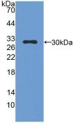 CMA1 / Mast Cell Chymase Antibody - Western Blot; Sample: Recombinant CMA1, Mouse.