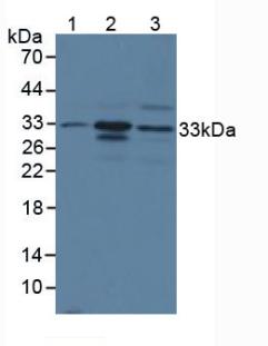 CMA1 / Mast Cell Chymase Antibody - Western Blot; Sample: Lane1: Mouse Large Intestine Tissue; Lane2: Mouse Testis Tissue; Lane3: Human PC-3 Cells.
