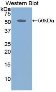 CMA1 / Mast Cell Chymase Antibody - Western blot of recombinant CMA1 / MCT1 / Chymase.  This image was taken for the unconjugated form of this product. Other forms have not been tested.