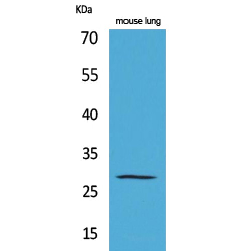 CMA1 / Mast Cell Chymase Antibody - Western blot of Chymase antibody