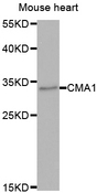 CMA1 / Mast Cell Chymase Antibody - Western blot of extracts of Mouse heart tissue, using CMA1 antibody.