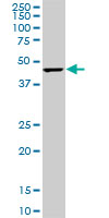 CMAS Antibody - CMAS monoclonal antibody (M01), clone 5A2. Western blot of CMAS expression in PC-12.