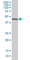 CMAS Antibody - CMAS monoclonal antibody (M01), clone 5A2 Western blot of CMAS expression in HeLa NE.