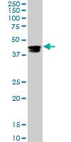 CMAS Antibody - CMAS monoclonal antibody (M01), clone 5A2. Western blot of CMAS expression in Raw 264.7.