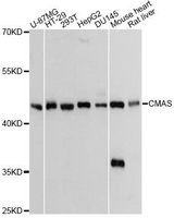 CMAS Antibody - Western blot analysis of extracts of various cell lines, using CMAS Antibody at 1:3000 dilution. The secondary antibody used was an HRP Goat Anti-Rabbit IgG (H+L) at 1:10000 dilution. Lysates were loaded 25ug per lane and 3% nonfat dry milk in TBST was used for blocking. An ECL Kit was used for detection and the exposure time was 10s.