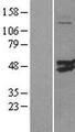 CMAS Protein - Western validation with an anti-DDK antibody * L: Control HEK293 lysate R: Over-expression lysate
