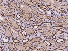 CMC1 Antibody - Immunochemical staining of human CMC1 in human kidney with rabbit polyclonal antibody at 1:500 dilution, formalin-fixed paraffin embedded sections.