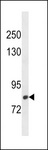 CMIP Antibody - CMIP Antibody western blot of HepG2 cell line lysates (35 ug/lane). The CMIP antibody detected the CMIP protein (arrow).