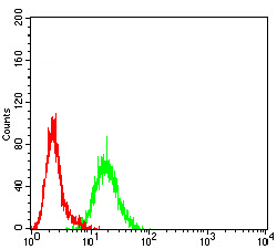 CML / BCR Antibody - Flow cytometric analysis of K562 cells using BCR mouse mAb (green) and negative control (red).