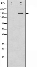 CML / BCR Antibody - Western blot analysis of Bcr phosphorylation expression in COS7 whole cells lysates. The lane on the left is treated with the antigen-specific peptide.