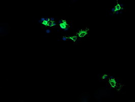 CMPK / CMPK1 Antibody - Anti-CMPK1 mouse monoclonal antibody immunofluorescent staining of COS7 cells transiently transfected by pCMV6-ENTRY CMPK1.