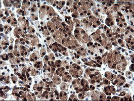 CMPK / CMPK1 Antibody - IHC of paraffin-embedded Human pancreas tissue using anti-CMPK1 mouse monoclonal antibody.