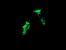 CMPK / CMPK1 Antibody - Anti-CMPK1 mouse monoclonal antibody immunofluorescent staining of COS7 cells transiently transfected by pCMV6-ENTRY CMPK1.