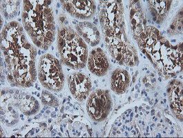 CMPK / CMPK1 Antibody - IHC of paraffin-embedded Human Kidney tissue using anti-CMPK1 mouse monoclonal antibody.