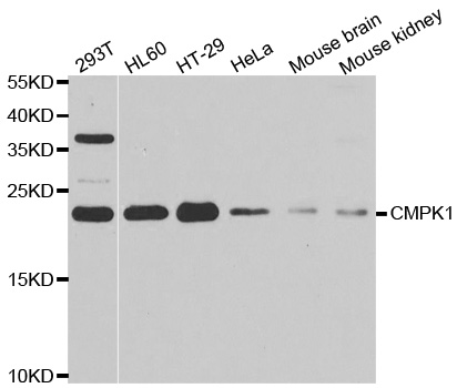 CMPK / CMPK1 Antibody - Western blot analysis of extracts of various cell lines.