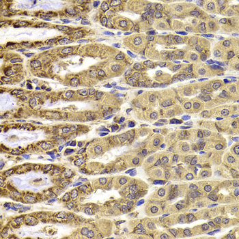 CMPK / CMPK1 Antibody - Immunohistochemistry of paraffin-embedded Rat stomach tissue.