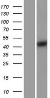 CMPK2 Protein - Western validation with an anti-DDK antibody * L: Control HEK293 lysate R: Over-expression lysate