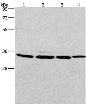 CMT2 / MAD2L1BP Antibody - Western blot analysis of A549, 231, PC3 and HeLa cell, using MAD2L1BP Polyclonal Antibody at dilution of 1:675.