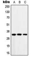 CMT2 / MAD2L1BP Antibody - Western blot analysis of MAD2L1BP expression in HEK293T (A); Raw264.7 (B); H9C2 (C) whole cell lysates.