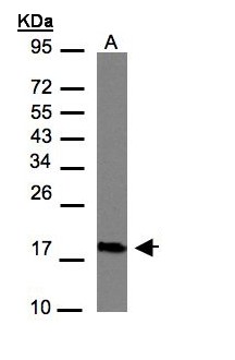 CMTM6 / CKLFSF6 Antibody - Sample (30 ug of whole cell lysate). A: Hep G2. 12% SDS PAGE. CMTM6 / CKLFSF6 antibody diluted at 1:1000