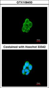 CMTM6 / CKLFSF6 Antibody - Immunofluorescence of methanol-fixed A431 using CMTM6 antibody at 1:200 dilution.