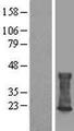 CMTM6 / CKLFSF6 Protein - Western validation with an anti-DDK antibody * L: Control HEK293 lysate R: Over-expression lysate